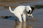 hundefotos parson_russell_terrier
