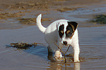 hundefotos parson_russell_terrier