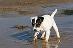 hundefotos parson_russell_terrier