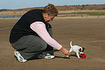 hundefotos parson_russell_terrier