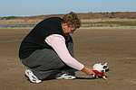 hundefotos parson_russell_terrier