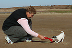 hundefotos parson_russell_terrier