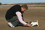 hundefotos parson_russell_terrier