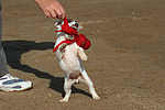 hundefotos parson_russell_terrier