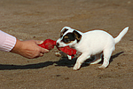 hundefotos parson_russell_terrier