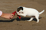 hundefotos parson_russell_terrier