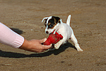 hundefotos parson_russell_terrier