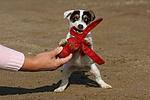 hundefotos parson_russell_terrier