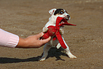 hundefotos parson_russell_terrier
