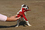 hundefotos parson_russell_terrier