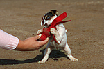 hundefotos parson_russell_terrier