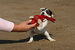 hundefotos parson_russell_terrier