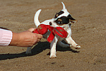 hundefotos parson_russell_terrier