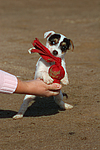 hundefotos parson_russell_terrier