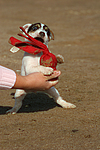 hundefotos parson_russell_terrier