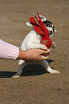 hundefotos parson_russell_terrier