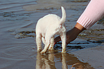 hundefotos parson_russell_terrier
