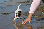 hundefotos parson_russell_terrier
