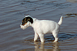 hundefotos parson_russell_terrier