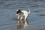 hundefotos parson_russell_terrier