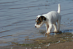 hundefotos parson_russell_terrier