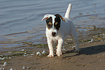 hundefotos parson_russell_terrier