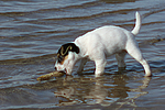 hundefotos parson_russell_terrier