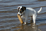hundefotos parson_russell_terrier
