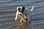 hundefotos parson_russell_terrier