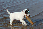 hundefotos parson_russell_terrier