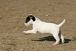hundefotos parson_russell_terrier