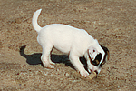 hundefotos parson_russell_terrier