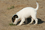hundefotos parson_russell_terrier