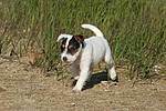 hundefotos parson_russell_terrier