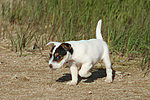 hundefotos parson_russell_terrier