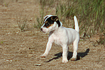 hundefotos parson_russell_terrier