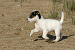 hundefotos parson_russell_terrier