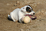hundefotos parson_russell_terrier