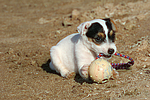 hundefotos parson_russell_terrier