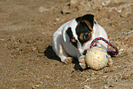 hundefotos parson_russell_terrier