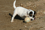 hundefotos parson_russell_terrier