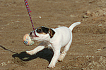 hundefotos parson_russell_terrier