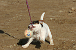 hundefotos parson_russell_terrier