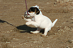 hundefotos parson_russell_terrier