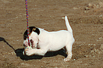 hundefotos parson_russell_terrier