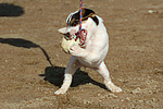 hundefotos parson_russell_terrier