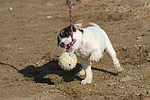 hundefotos parson_russell_terrier