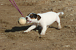 hundefotos parson_russell_terrier
