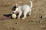 hundefotos parson_russell_terrier