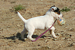 hundefotos parson_russell_terrier